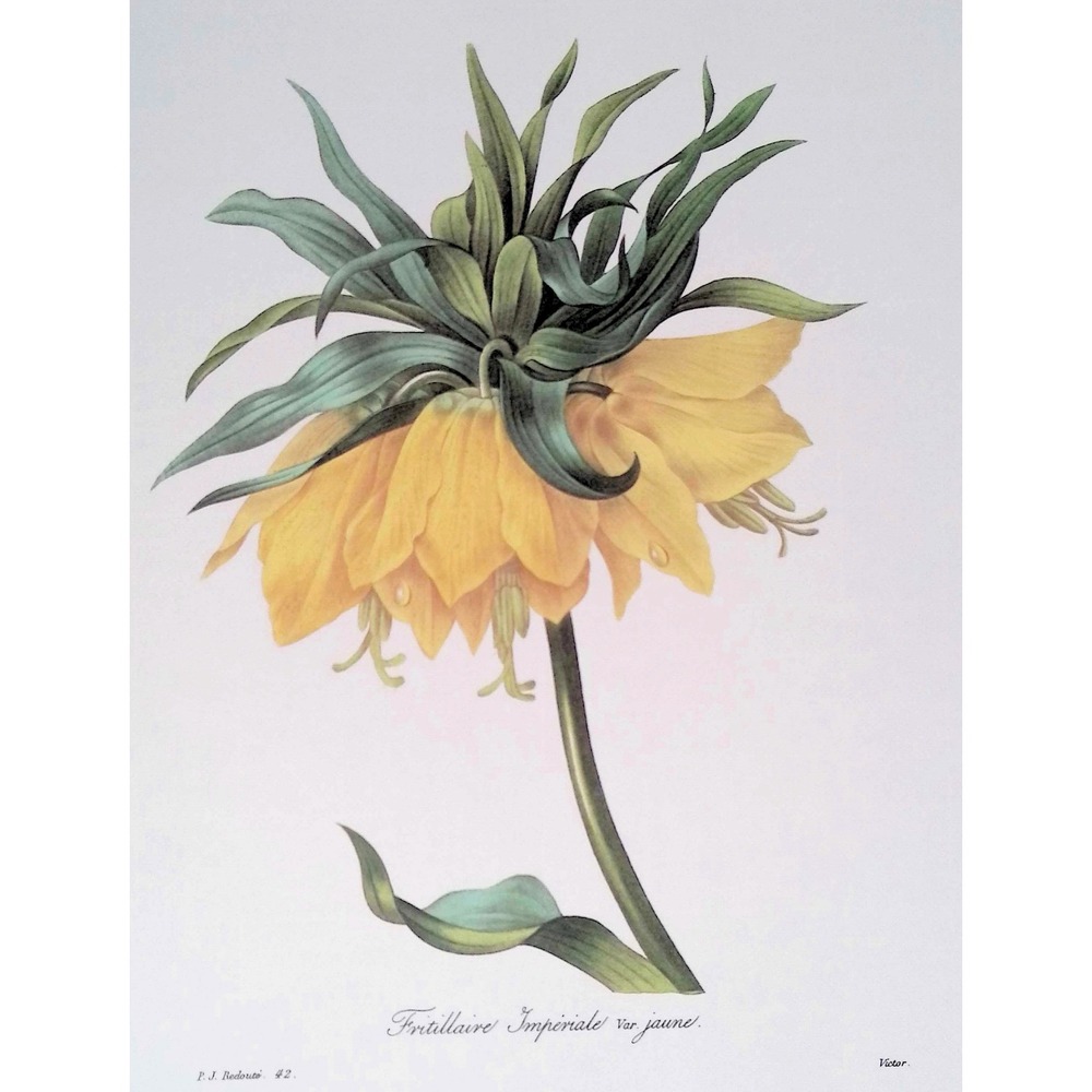 Redouté Yellow Crown Imperial Vtg Botanical Flower Print Wall Art Home Decor